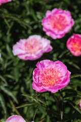 Vibrant peonies bloom in a lush garden during the spring season