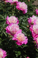Bright pink peonies bloom in vibrant garden during sunny spring day