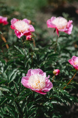 Beautiful pink peonies blooming in a serene garden environment
