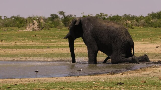 Slow-motion shot of a bull elephant kneeling in a muddy waterhole, stirring the water with his trunk. The massive male has an erection and is about to take a mud bath.