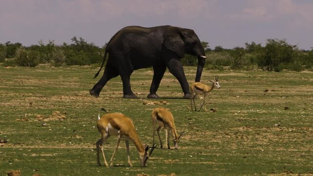 Slow-motion shot of a bull elephant walking across a grassy plain after a mud bath. The massive male is completely wet. Several springboks graze in the foreground.