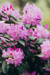 Pink flowers bloom beautifully in a garden setting during spring season
