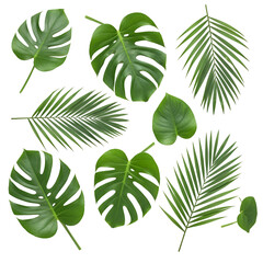 Tropical Leaf Illustration