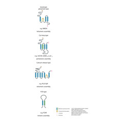 Structural Comparison of Ion Channel Receptor Types: Ionotropic glutamate, cys-loop, calcium release and P2X type with Membrane-Spanning and Pore-Forming Regions