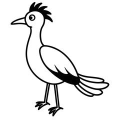 black and white bird