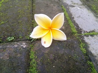 Yellow fangipani flowers fall on old and mossy paving blocks