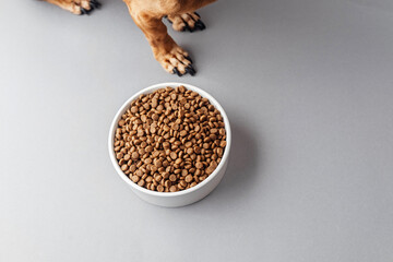 Dog paws and white bowl with dry food on gray background
