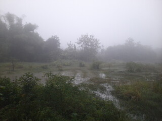 swamp in a foggy forest in the morning