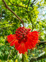 Vibrant Red Flower with Green Leaves