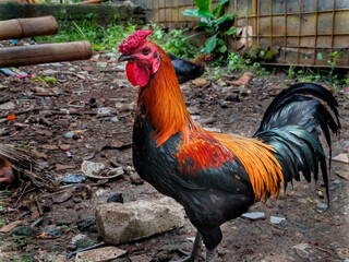 Colorful Rooster Standing on Ground