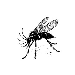 Detailed black and white vector illustration of a mosquito on a white background