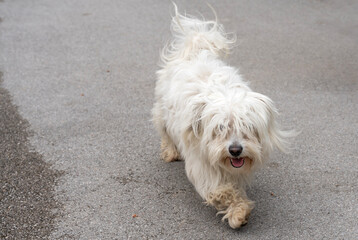 Fluffy Stroll. White Dog , Walking on the concrete.