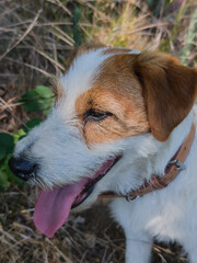 Portrait d’un chien Jack Russell : la vivacité saisie en gros plan