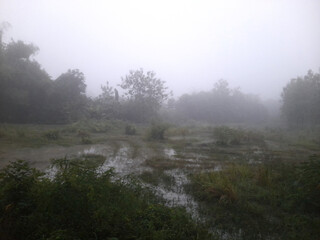 swamp in a foggy forest in the morning
