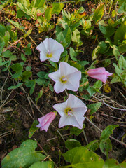Liseron des champs en Alsace : la campanette rose, fleur rampante des terrains cultivés