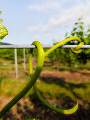 Croissance printanière dans le vignoble : les vrilles s’enlacent autour du fil galvanisé,...