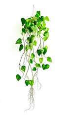 Obraz premium Lush green pothos plant cascading elegantly from a hanging planter against a white background.