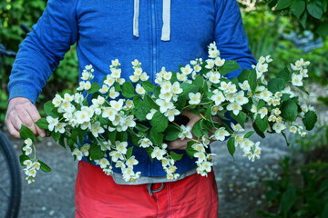 broken branch with fragrant beautiful white summer garden grown fresh jasmine flowers and green leaves in hands of man in blue raglan and red shorts day outside