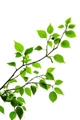 Obraz premium A close-up view of a fresh green branch with vibrant leaves isolated on a white background, symbolizing nature's beauty.