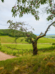 Paysage viticole alsacien : un vieux cerisier du vignoble situé dans le piémont des Vosges, CEA, Grand Est, France