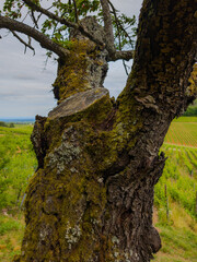 Patrimoine naturel d’Alsace : un tronc noueux à l'écorce marquée, un cerisier remarquable du piémont viticole, CEA, Grand Est, France