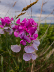 Pois de senteur en Alsace : Lathyrus odoratus, fleur auxiliaire en viticulture biologique