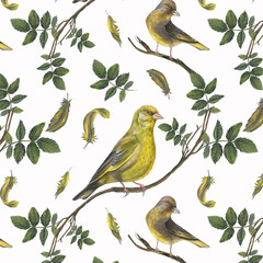 Seamless pattern of watercolor illustrations greenfinch birds, feathers and rosehip leaves on white background hand drawn. Seamless pattern for fabric, textile, prints, design