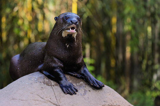 Giant otter