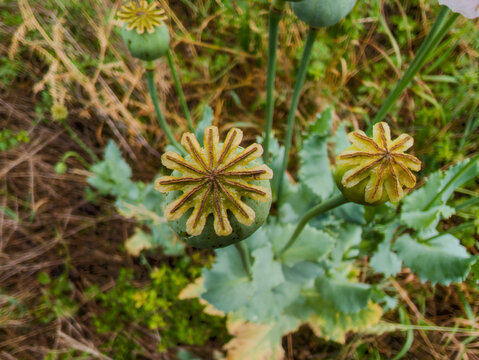 Capsules de pavot : la t&ecirc;te du pavot somnif&egrave;re, r&eacute;serve de graines