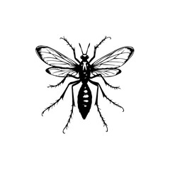 Stylized black and white drawing of a wasp with intricate wing details isolated