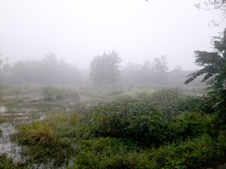 swamp in a foggy forest in the morning
