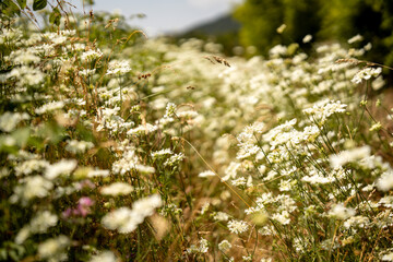 Blooming Wildflower Field In Slovenia: Soft-Focused Meadow Of White Blossoms Gently Swaying Under Summer Sunlight With Mountains And Trees In The Distant Background