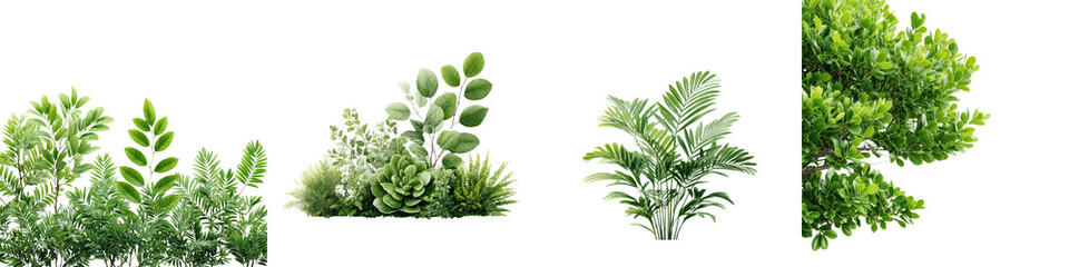 Obraz premium Lush greenery and diverse plant life