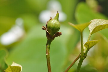 Firmiana simplex leaves, flowers, and fruits
