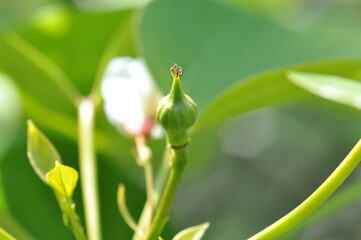 Firmiana simplex leaves, flowers, and fruits