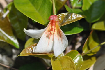 Firmiana simplex leaves, flowers, and fruits