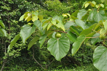 Firmiana simplex leaves, flowers, and fruits
