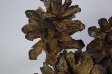 Pine cones can be used as souvenirs or works of art