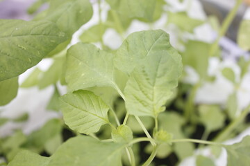 spinach plants that grow lush and fresh