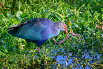 Purple Swamphen (Porphyrio Porphyrio) foraging in wetland, Wakodahatchee wetland, Florida, USA.