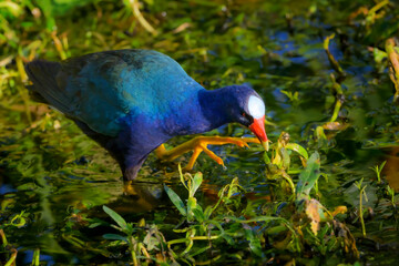 Purple Gallinule (Porphyrio martinicus) foraging in wetland, Wakodahatchee wetland, Florida.