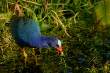 Purple Gallinule (Porphyrio martinicus) foraging in wetland, Wakodahatchee wetland, Florida.