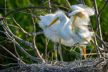 Great Egret (Ardea alba) chicks playing in nest, Wakodahatchee wetland, Florida, United States.