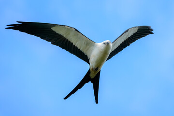 Swallow-tailed Kite (Elanoides forficatus) flying, Everglades national park, Florida, United States.