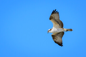 Osprey (Pandion haliaetus) flying against blue sky, Florida Keys, Florida, United States.