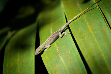 Green anole (Anolis carolinensis) on tropical leaf, Everglades national park, Florida, United States.