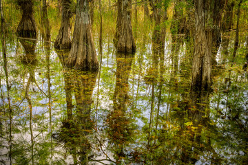 Bald Cypress (Taxodium distichum) in water with reflection, Everglades national park, Florida, United States.