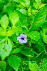 purple flower in water