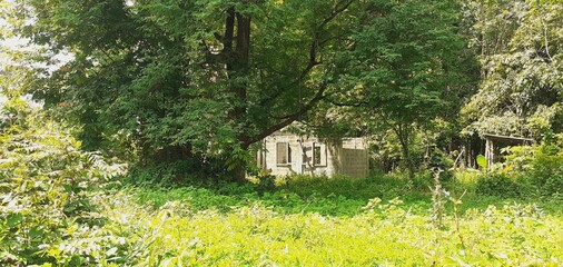 Abandoned house in the forest