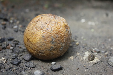 Rotten Oranges on the ground